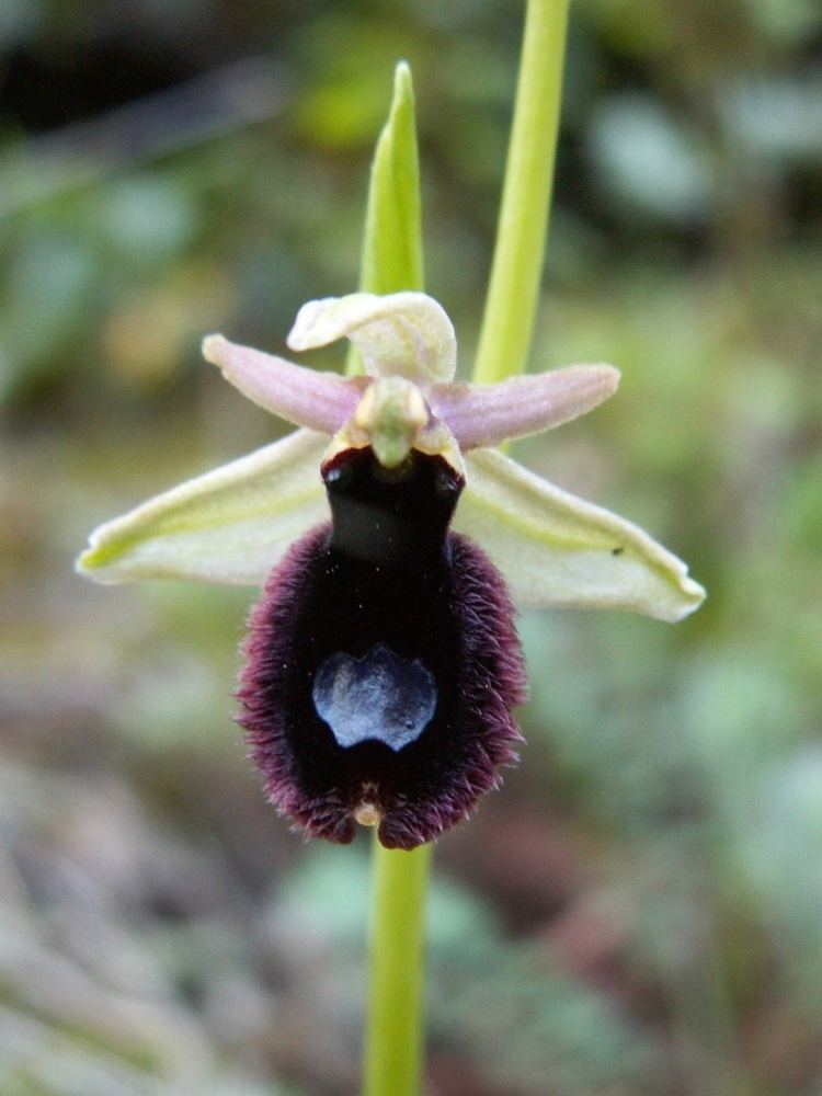 Ophrys bertolonii bertolonibang Ophrys bertolonii Magyarorszg orchidei
