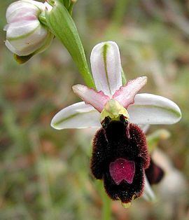 Ophrys bertolonii httpsuploadwikimediaorgwikipediacommonsthu