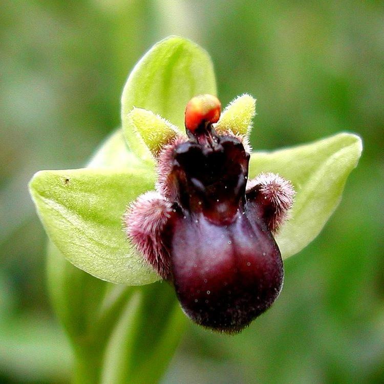 Ophrys bombyliflora FileOphrys bombyliflora Mallorca 01jpg Wikimedia Commons