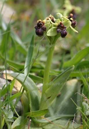 Ophrys bombyliflora wwwfirstnaturecomflowersimagesophrysbombyli