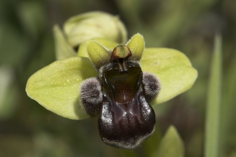 Ophrys bombyliflora FileOphrys bombyliflora001jpg Wikimedia Commons