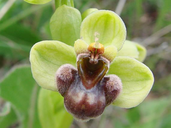 Ophrys bombyliflora BOTANYcz OPHRYS BOMBYLIFLORA Link Bumblebee Orchid