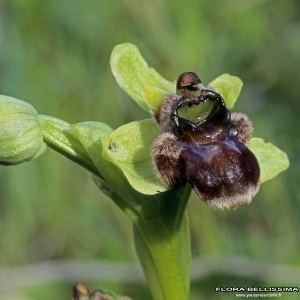 Ophrys bombyliflora Ophrys bombyliflora