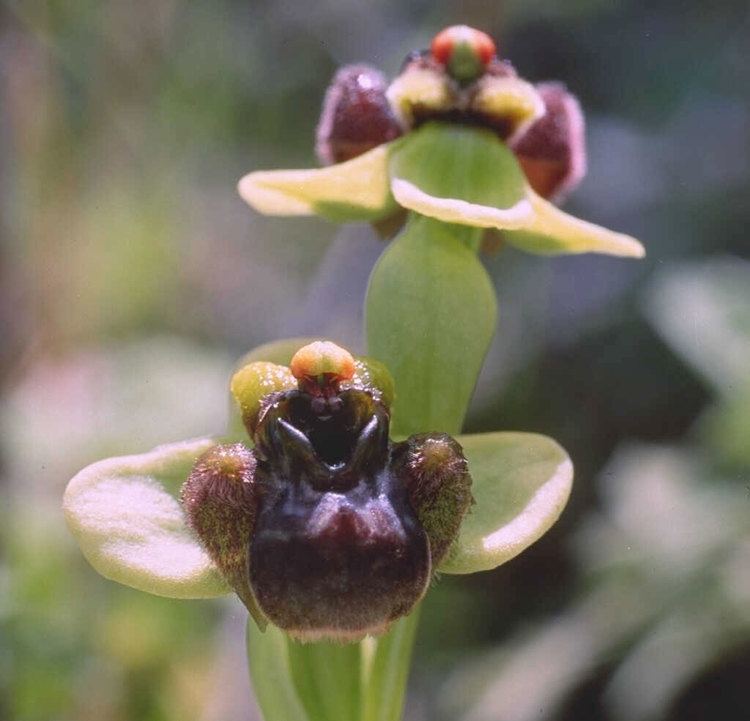 Ophrys bombyliflora Ophrys bombyliflora Wikipedia
