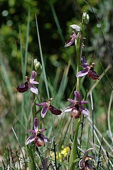 Ophrys drumana httpsuploadwikimediaorgwikipediacommonsthu