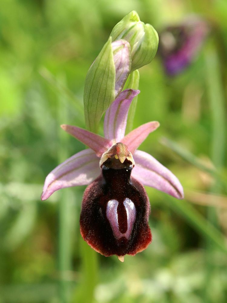 Ophrys ferrum-equinum httpsuploadwikimediaorgwikipediacommons66