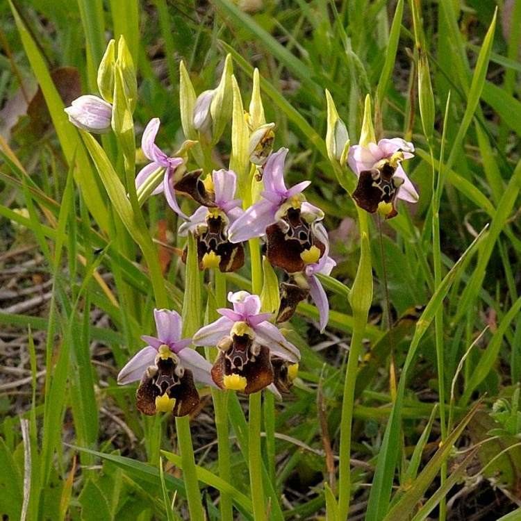 Ophrys fuciflora Ophrys fuciflora Ofride dei fuchi
