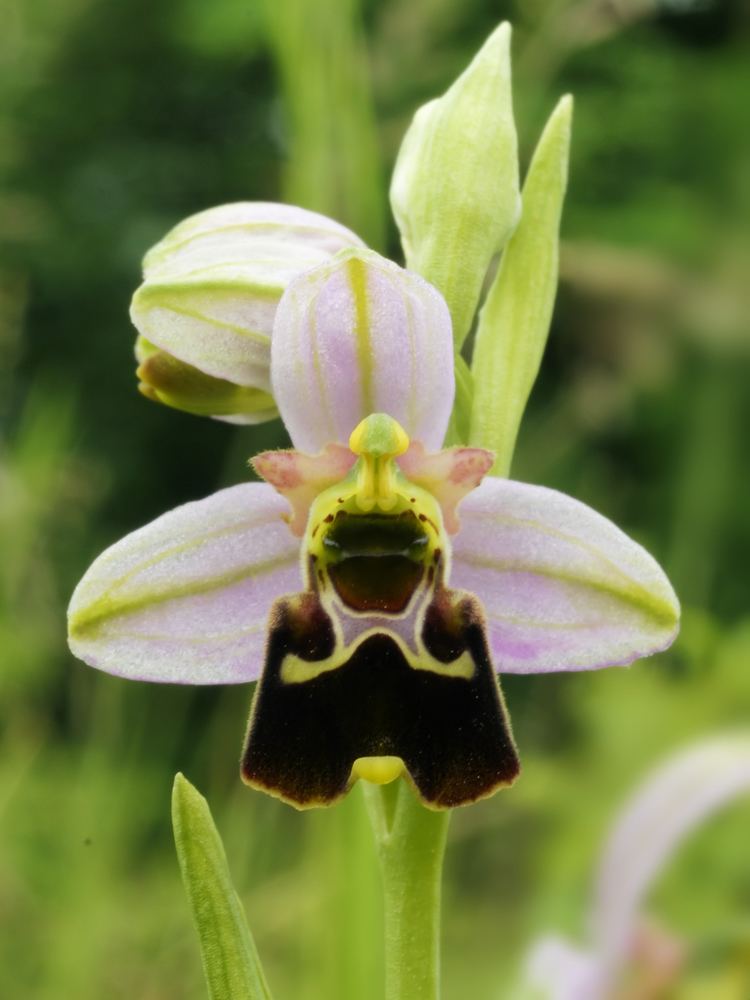 Ophrys fuciflora FileOphrys fuciflora flowerjpg Wikimedia Commons