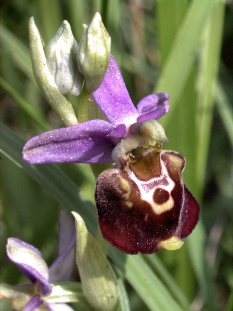 Ophrys fuciflora FileOphrys fuciflorajpg Wikimedia Commons