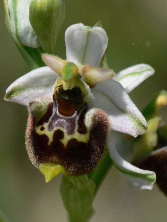 Ophrys fuciflora Ophrys fuciflora Ofride dei fuchi