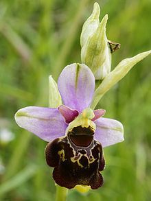 Ophrys fuciflora httpsuploadwikimediaorgwikipediacommonsthu