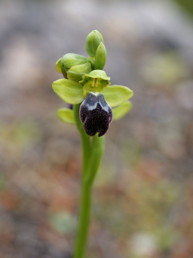 Ophrys fusca FileOphrys fusca flower spikejpg Wikimedia Commons