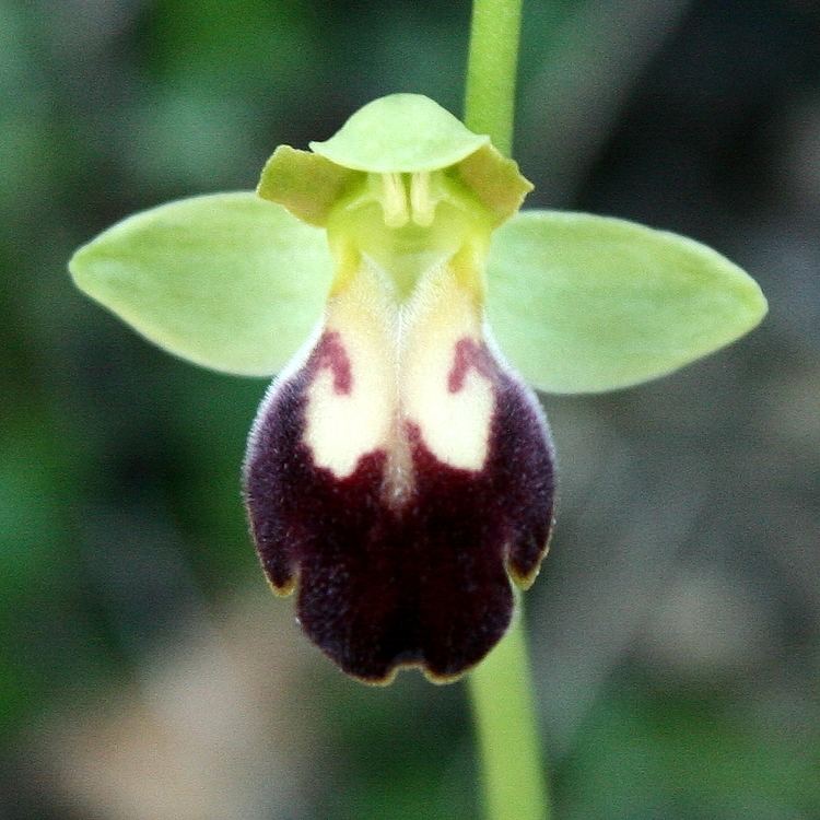 Ophrys fusca FileOphrys fusca quotAngelicaquotjpg Wikimedia Commons