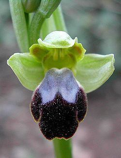 Ophrys fusca httpsuploadwikimediaorgwikipediacommonsthu
