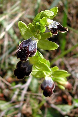 Ophrys fusca Ophrys fusca Wikipedia la enciclopedia libre