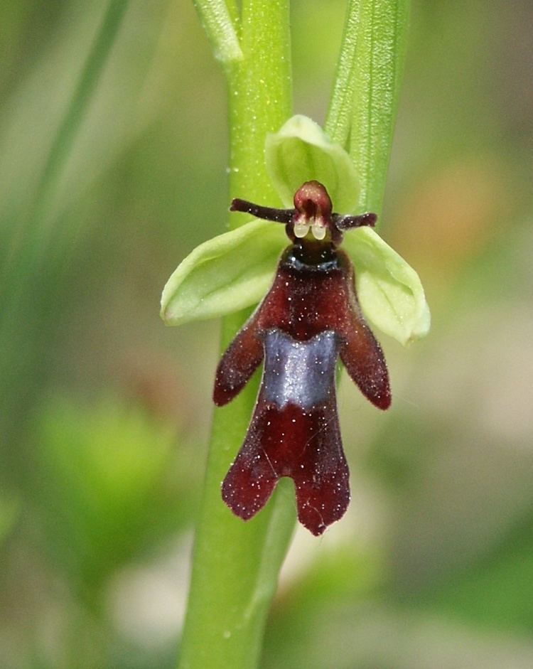 Ophrys insectifera Ophrys insectifera Wikipedia