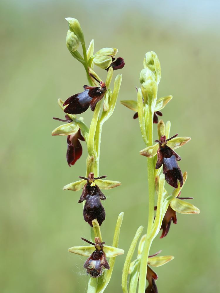 Ophrys insectifera 1000 images about Ophrys of Greece on Pinterest Miniature Crete
