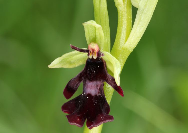 Ophrys insectifera FileFliegenRagwurz Ophrys insectiferajpg Wikimedia Commons