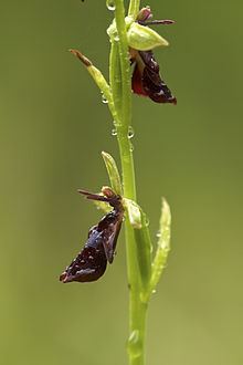 Ophrys insectifera httpsuploadwikimediaorgwikipediacommonsthu