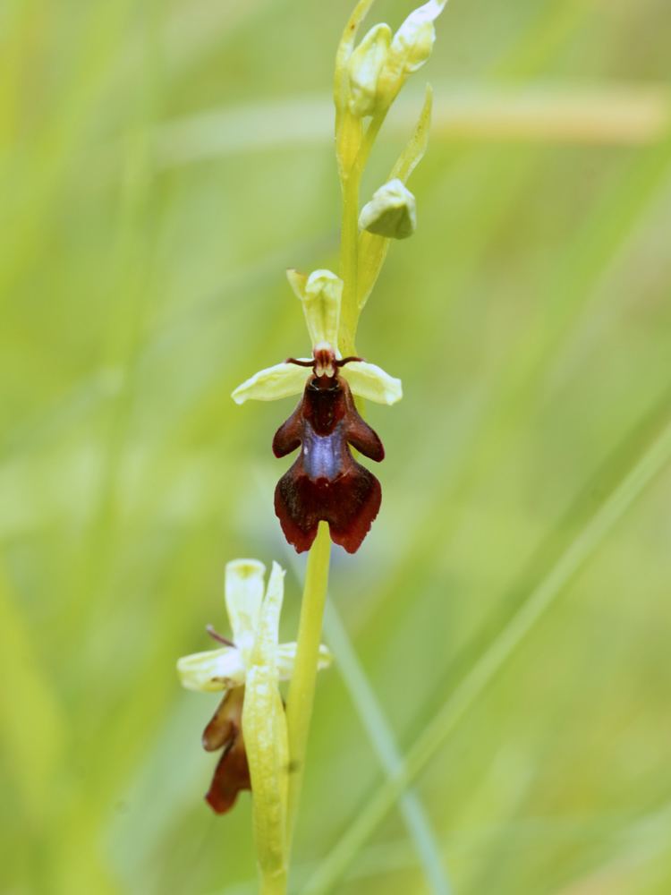 Ophrys insectifera The Fly Orchid Agent Provocateur of the Plant World Kuriositas