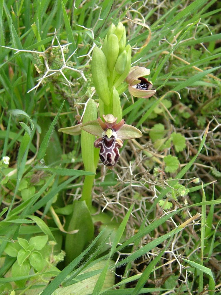 Ophrys kotschyi httpsuploadwikimediaorgwikipediacommons55
