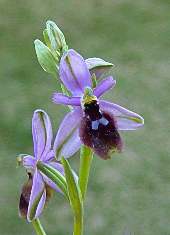 Ophrys lunulata uploadwikimediaorgwikipediait99dOphryslunu