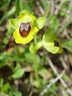 Ophrys lutea Ophrys lutea Wikipedia