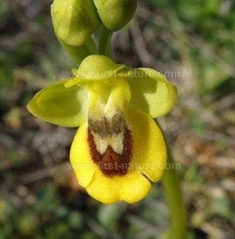 Ophrys lutea Ophrys lutea Yellow Ophrys Yellow Bee Orchid