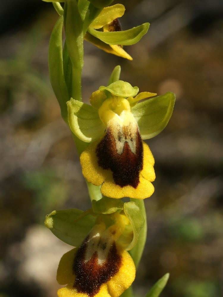 Ophrys lutea FileOphrys lutea Mallorca 2012 021jpg Wikimedia Commons