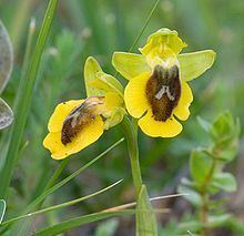 Ophrys lutea httpsuploadwikimediaorgwikipediacommonsthu