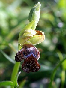 Ophrys omegaifera httpsuploadwikimediaorgwikipediacommonsthu