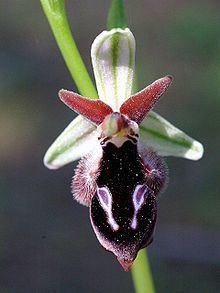 Ophrys reinholdii httpsuploadwikimediaorgwikipediacommonsthu