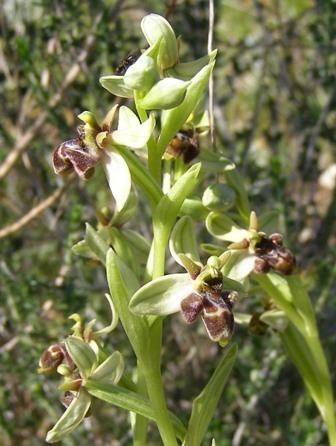 Ophrys scolopax Ophrys scolopax subsp scolopax and Ophrys scolopax subsp apiformis