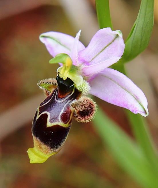 Ophrys scolopax httpsuploadwikimediaorgwikipediacommons11