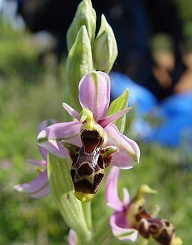 Ophrys scolopax Ophrys scolopax Wikipedia la enciclopedia libre