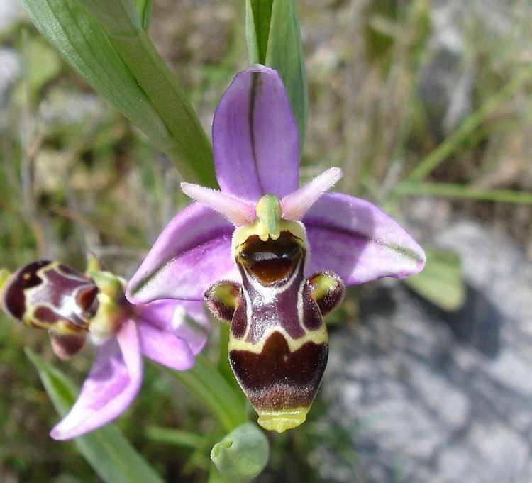 Ophrys scolopax SchnepfenRagwurz Wikipedia