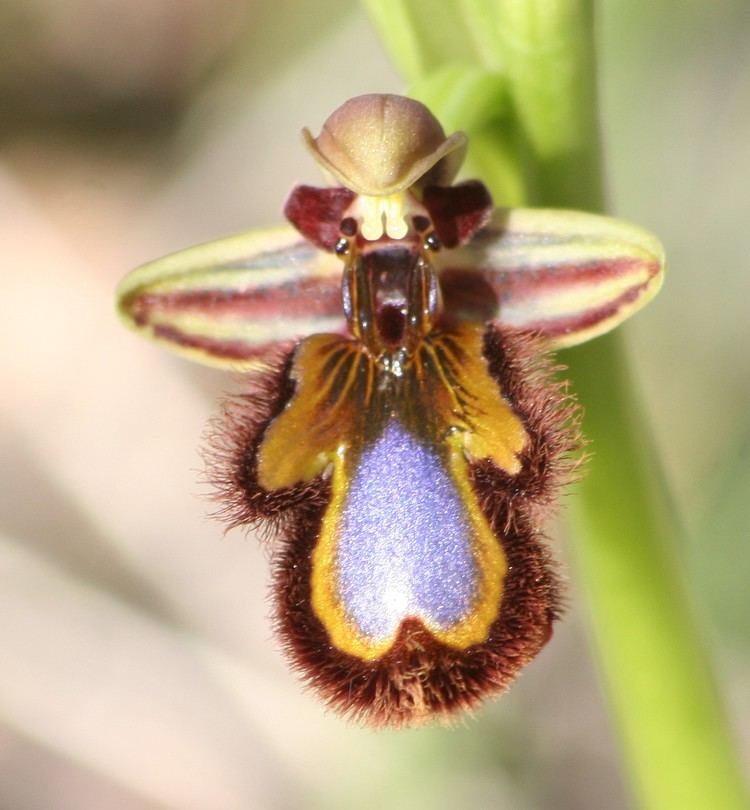 Ophrys speculum FileOphrys speculumjpg Wikimedia Commons