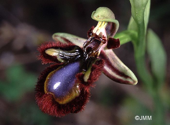 Ophrys speculum speculum