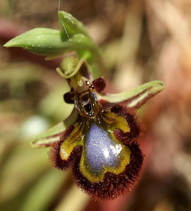 Ophrys speculum FileOphrys speculum Mallorca 02jpg Wikimedia Commons