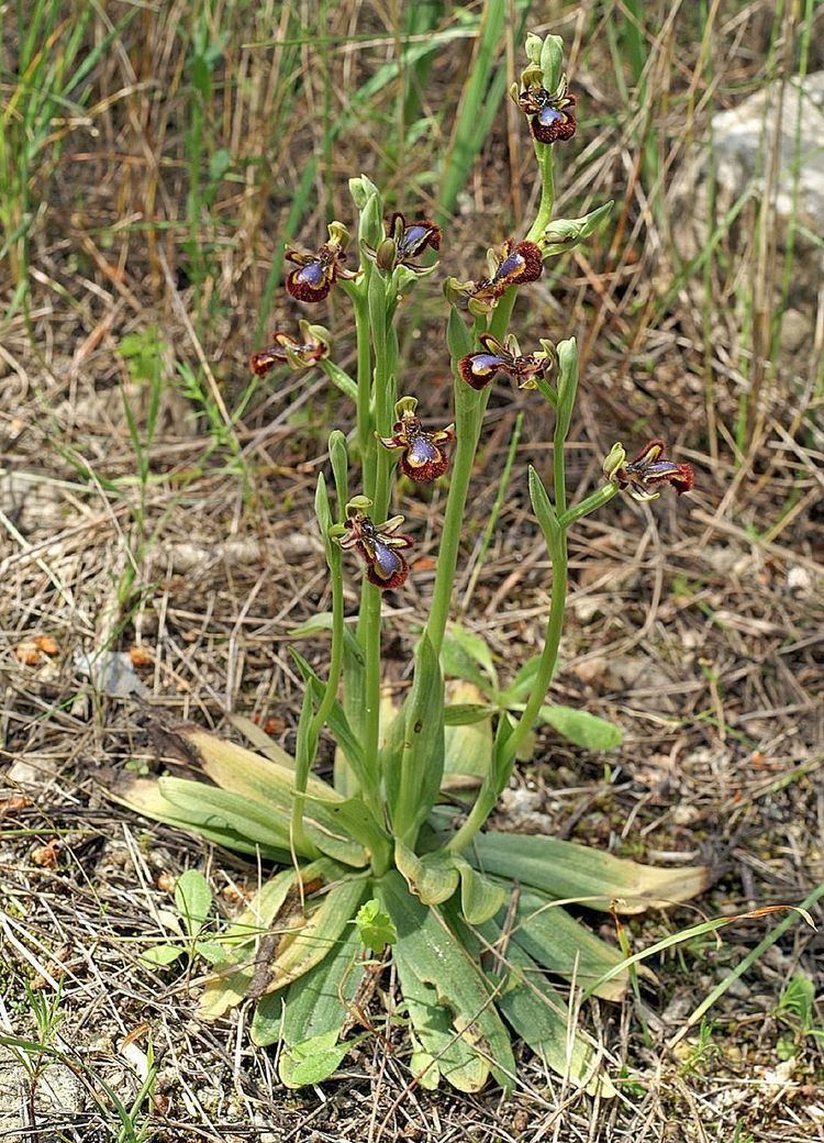 Ophrys speculum Ophrys speculum Wikipedia