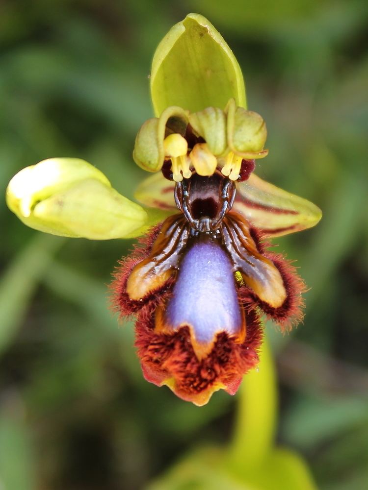 Ophrys speculum FileOphrys speculum lusus2JPG Wikimedia Commons