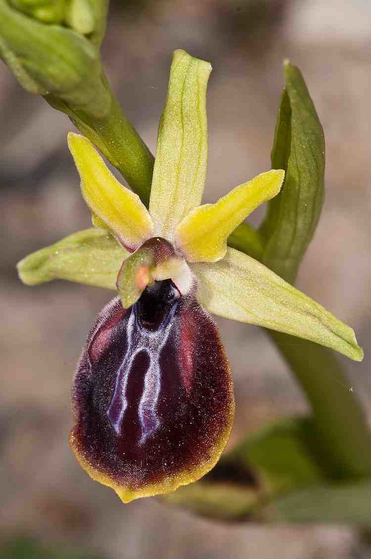Ophrys sphegodes OCC Ophrys sphegodes ssp cretensis