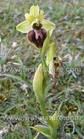 Ophrys sphegodes sphegodes Early Spider Orchid