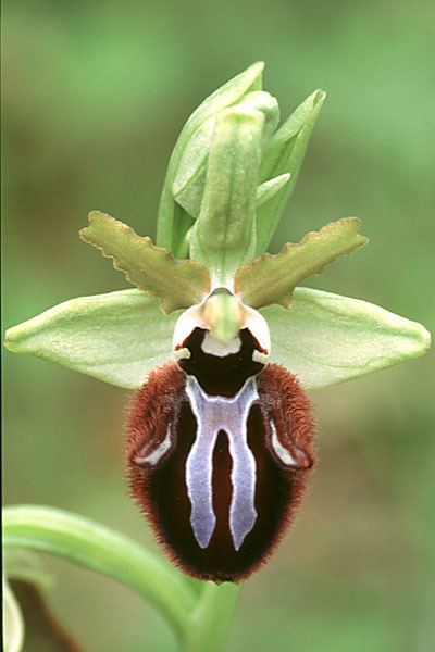 Ophrys sphegodes IOSPE PHOTOS