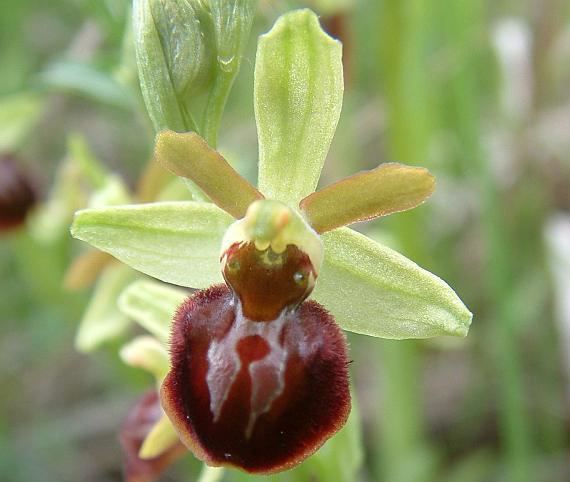Ophrys sphegodes BOTANYcz OPHRYS SPHEGODES Mill Early Spider Orchid