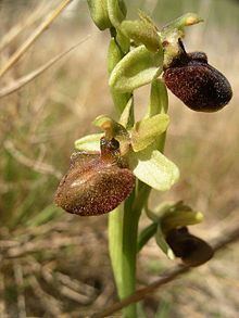 Ophrys sphegodes httpsuploadwikimediaorgwikipediacommonsthu