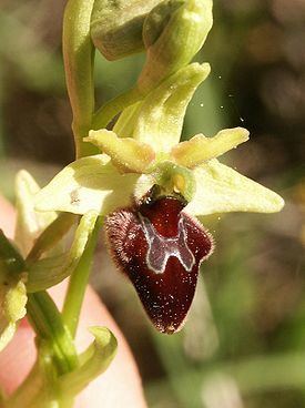 Ophrys sphegodes Ophrys sphegodes Wikipedia la enciclopedia libre