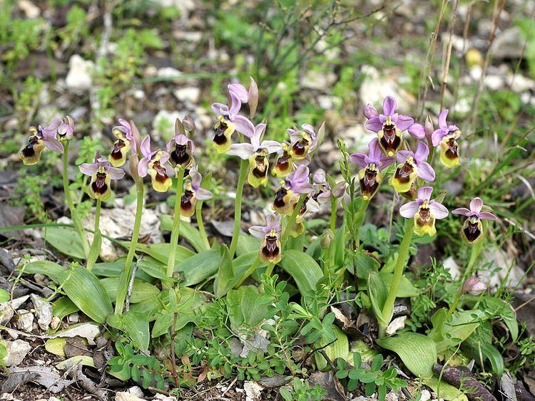 Ophrys tenthredinifera Ophrys tenthredinifera Willd Checklist View
