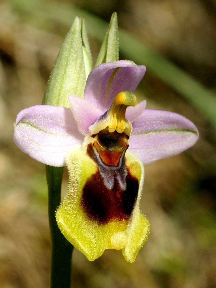 Ophrys tenthredinifera Ophrys tenthredinifera Wikispecies