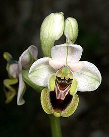 Ophrys tenthredinifera httpsuploadwikimediaorgwikipediacommonsthu